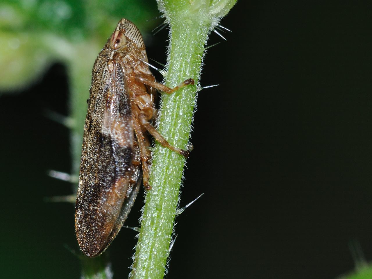Aphrophora alni
